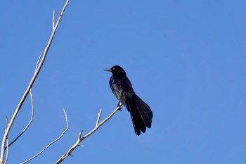 Great-tailed Grackle Henderson Bird Viewing Preserve Tue, 5/9/2023