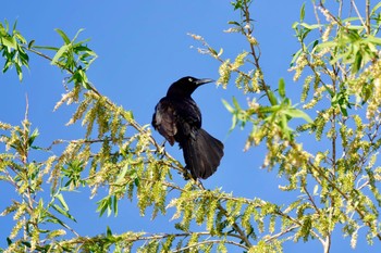 オナガクロムクドリモドキ Henderson Bird Viewing Preserve 2023年5月8日(月)