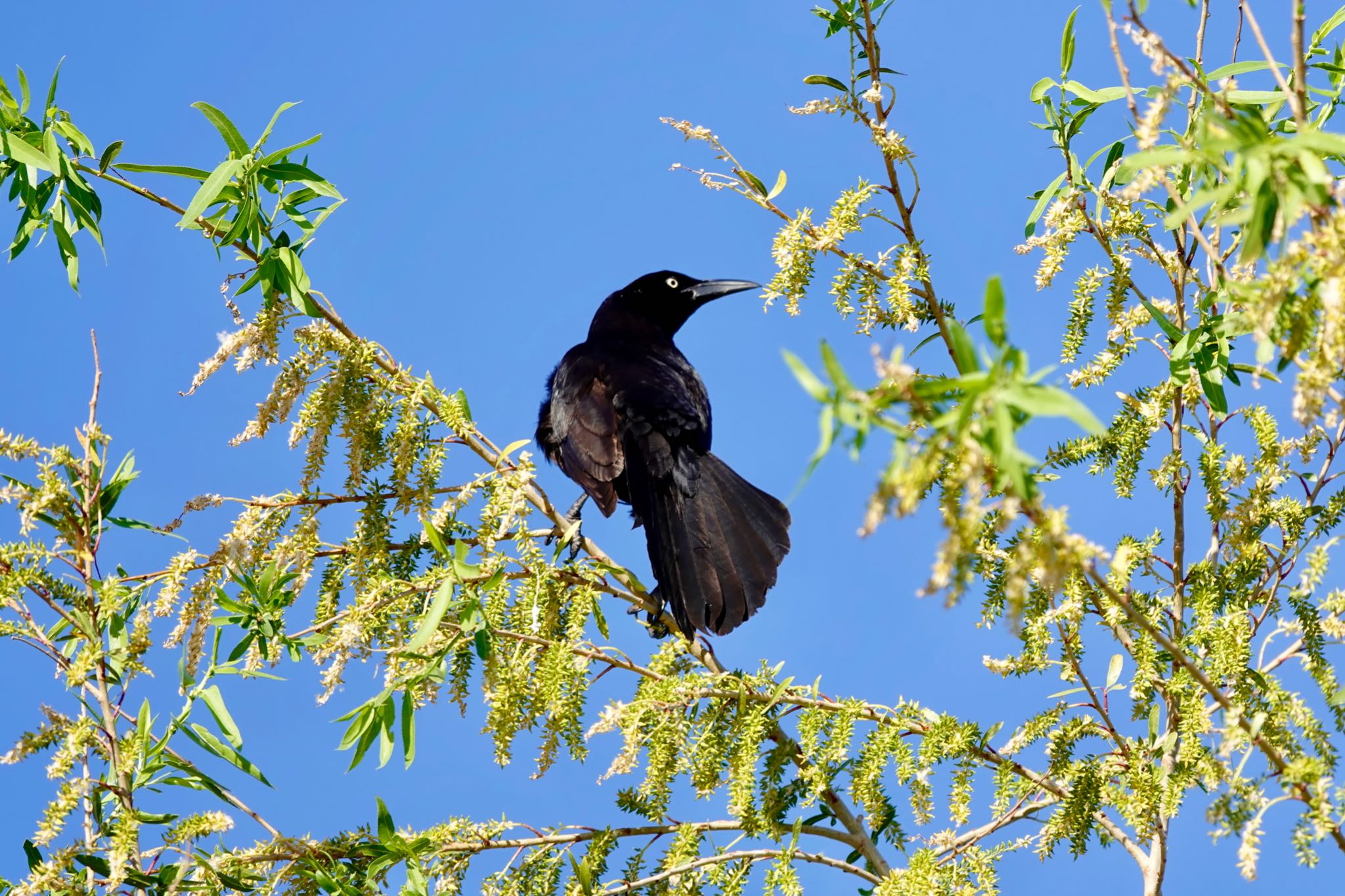 Henderson Bird Viewing Preserve オナガクロムクドリモドキの写真 by speedgame