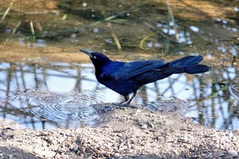 Great-tailed Grackle Henderson Bird Viewing Preserve Mon, 5/8/2023