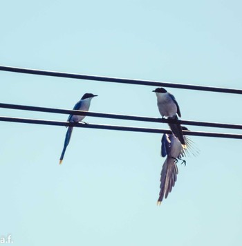 Azure-winged Magpie 町田市 Tue, 5/16/2023