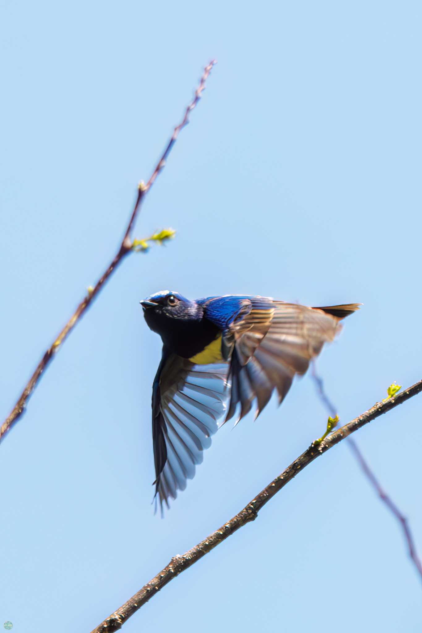 Photo of Blue-and-white Flycatcher at Hayatogawa Forest Road by d3_plus