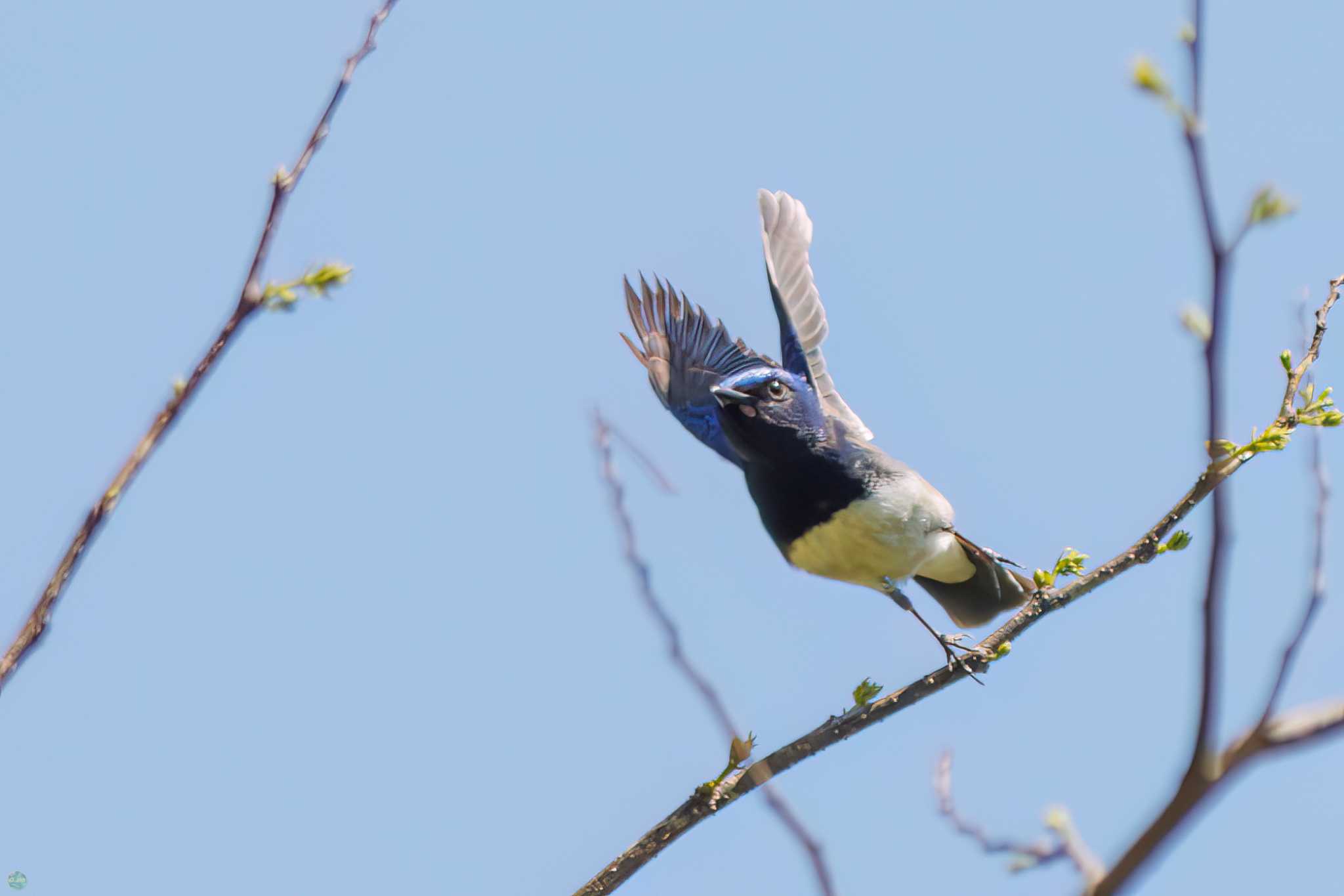 Photo of Blue-and-white Flycatcher at Hayatogawa Forest Road by d3_plus