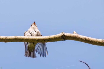 Asian Brown Flycatcher Hayatogawa Forest Road Tue, 5/3/2022