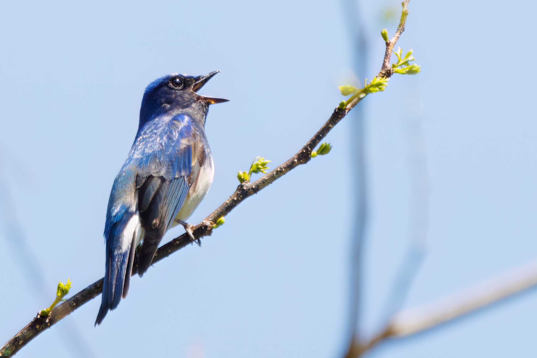 Blue-and-white Flycatcher