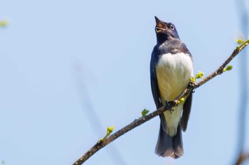 Blue-and-white Flycatcher Hayatogawa Forest Road Tue, 5/3/2022