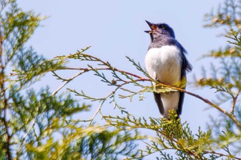 Blue-and-white Flycatcher Hayatogawa Forest Road Tue, 5/3/2022