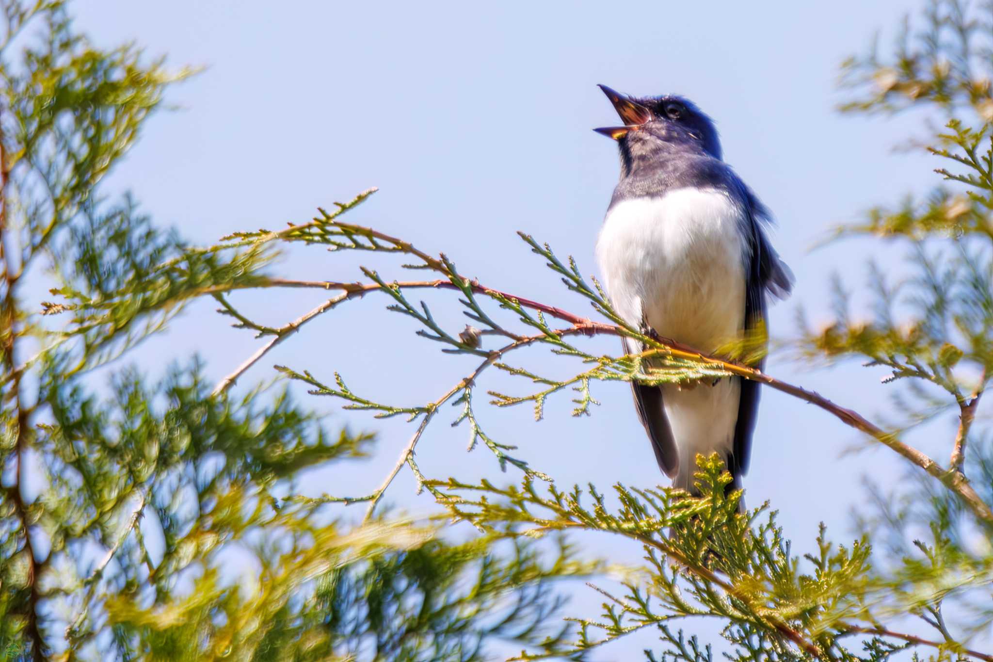 Photo of Blue-and-white Flycatcher at Hayatogawa Forest Road by d3_plus