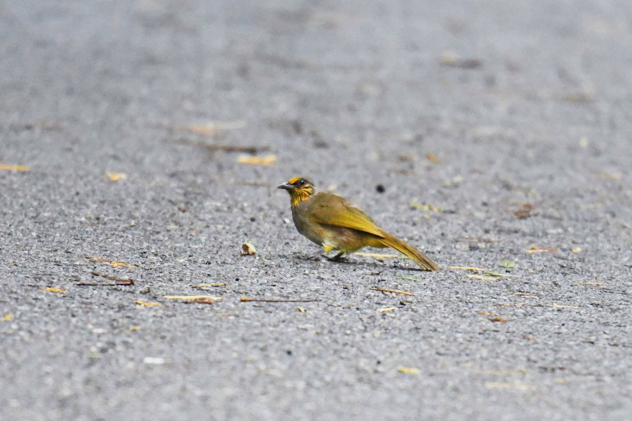 Stripe-throated Bulbul