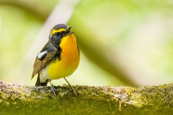 Narcissus Flycatcher Hayatogawa Forest Road Tue, 5/3/2022