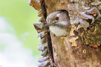 Japanese Pygmy Woodpecker Hayatogawa Forest Road Tue, 5/3/2022