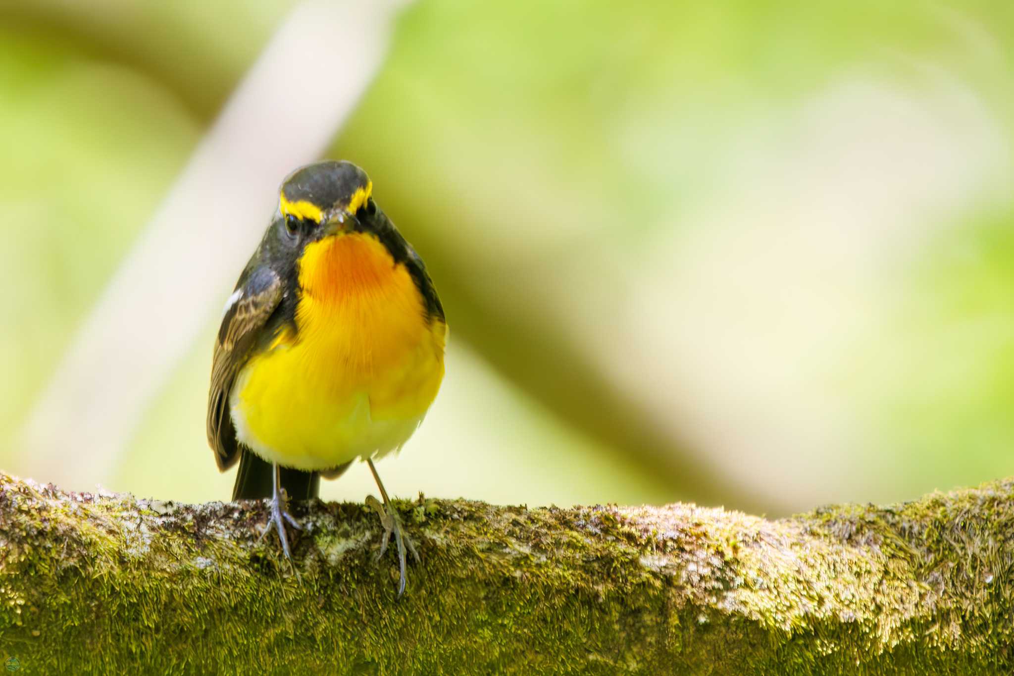 Photo of Narcissus Flycatcher at Hayatogawa Forest Road by d3_plus