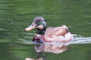 マルガモ 石神井公園 2023年5月14日(日)