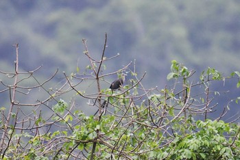 Green-billed Malkoha Kaeng Krachan National Park Mon, 6/11/2018