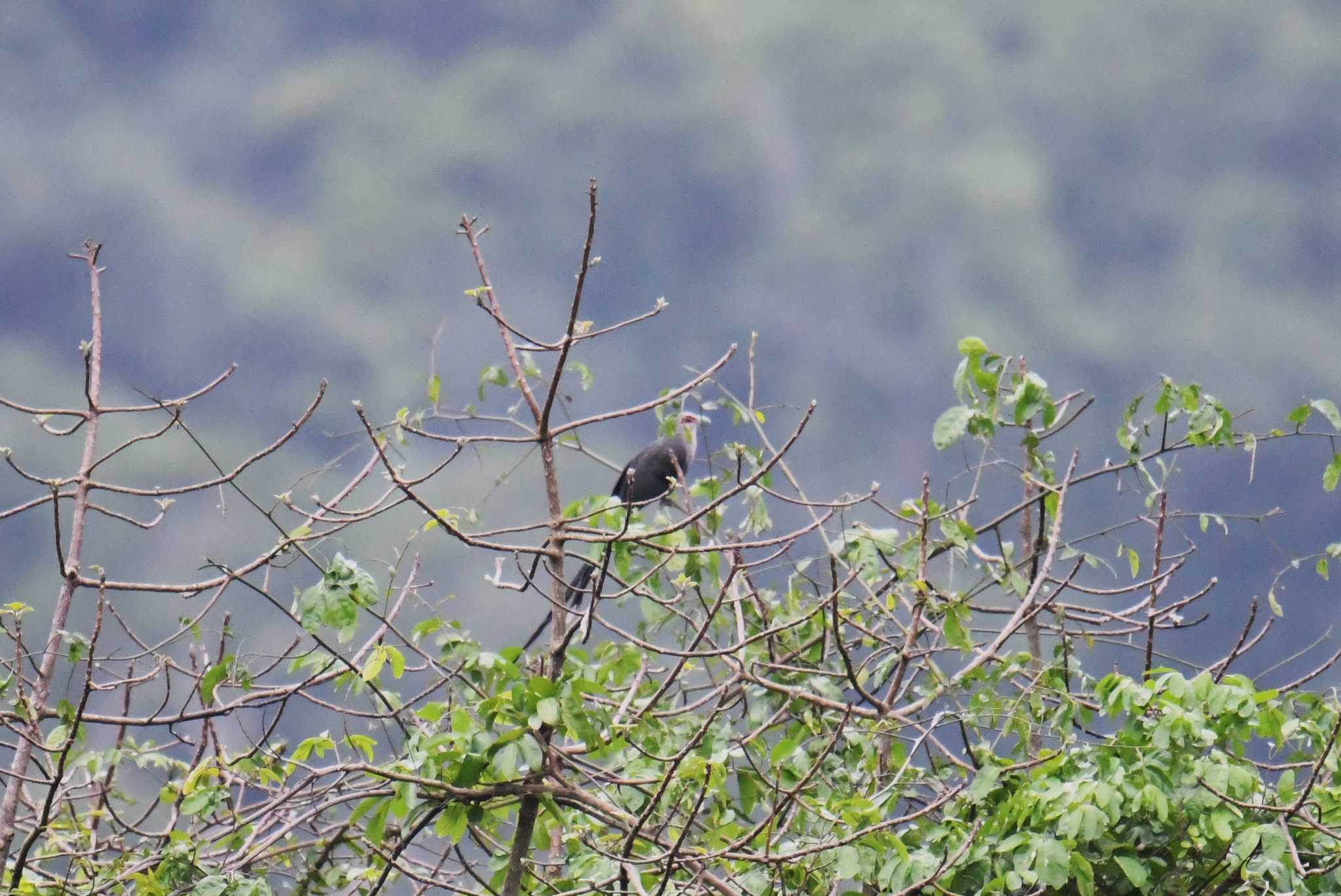 Green-billed Malkoha