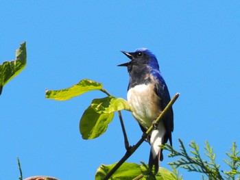 2023年5月16日(火) 早戸川林道の野鳥観察記録