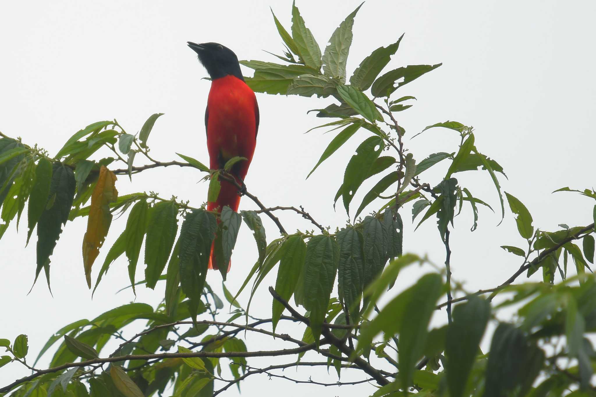 Photo of Grey-chinned Minivet at ベトナム by でみこ