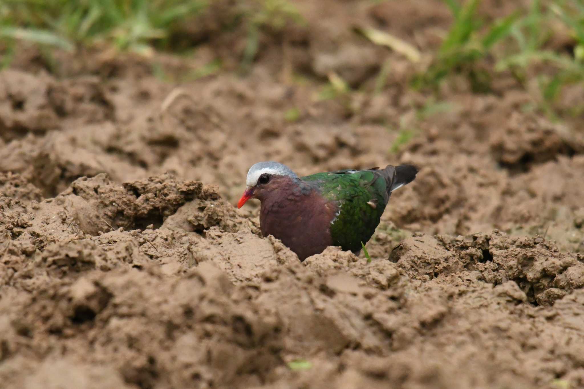 Photo of Common Emerald Dove at Kaeng Krachan National Park by あひる