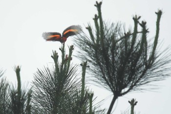 Grey-chinned Minivet ベトナム Wed, 5/3/2023