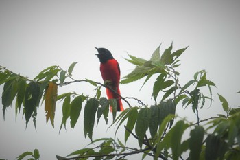 Grey-chinned Minivet ベトナム Wed, 5/3/2023