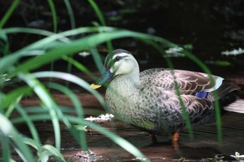 カルガモ 横浜市児童遊園地 2023年5月16日(火)