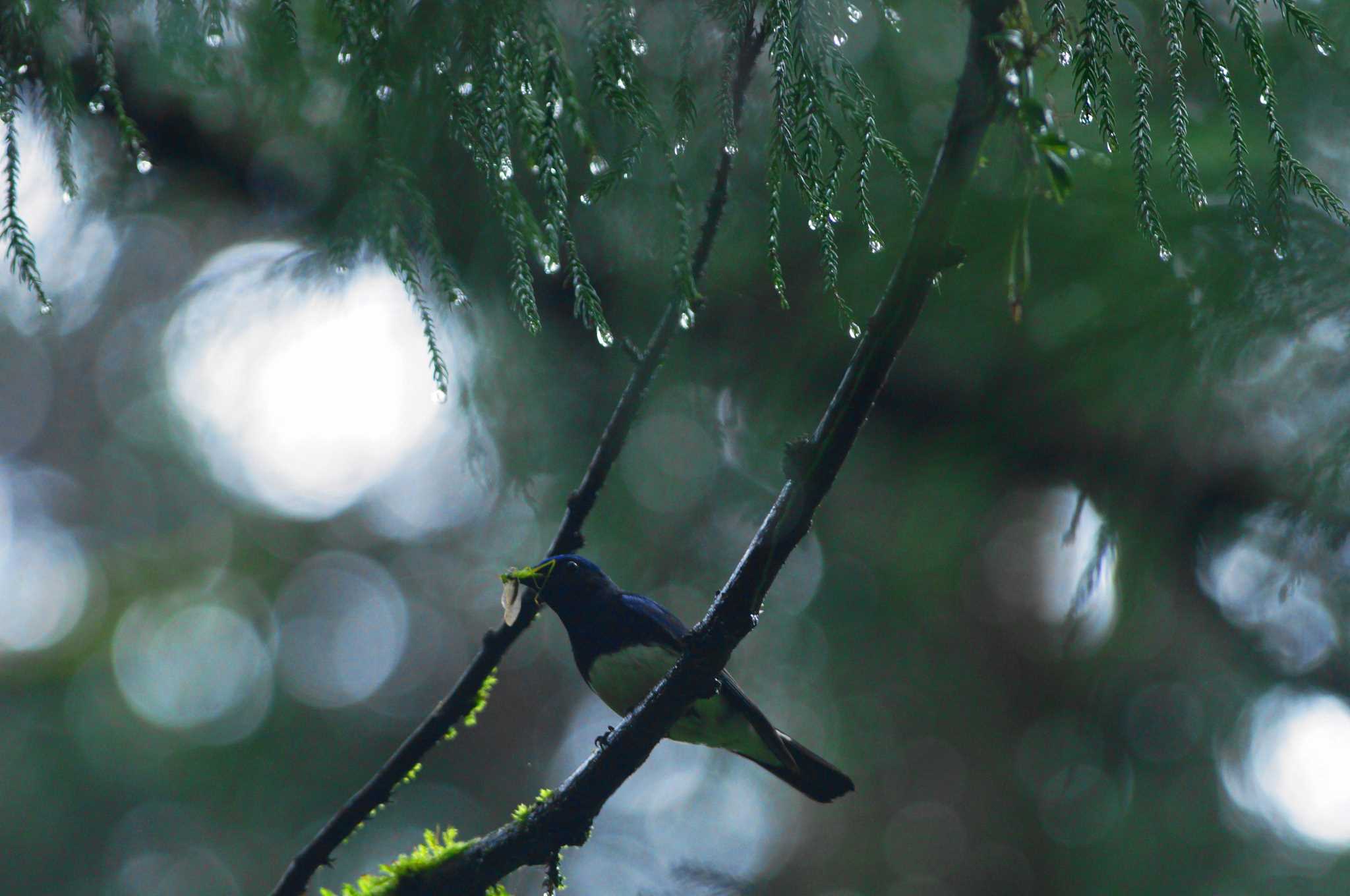 Photo of Blue-and-white Flycatcher at 陣馬山 by bea