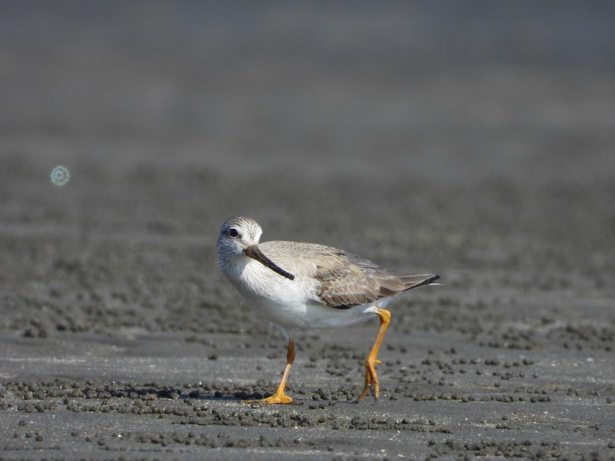 Photo of Terek Sandpiper at 千葉県 by ぷにノフ