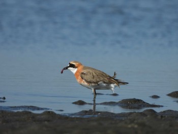 Siberian Sand Plover 千葉県 Tue, 5/16/2023