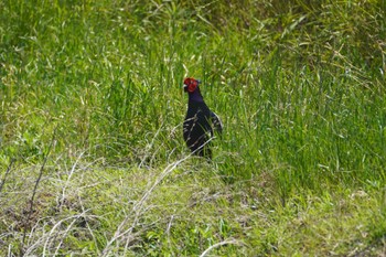 2023年5月16日(火) 稲敷市の野鳥観察記録