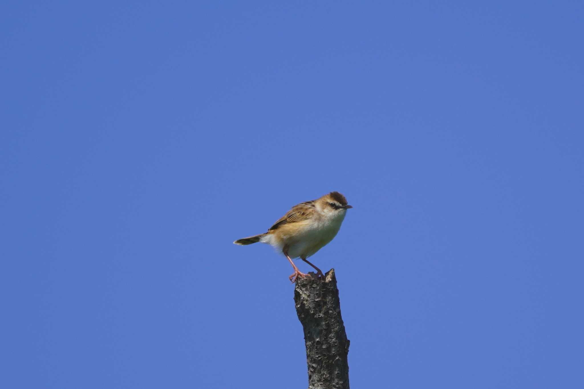 Zitting Cisticola