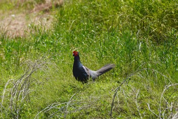 Green Pheasant Inashiki Tue, 5/16/2023