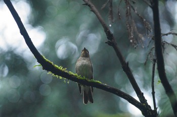 Blue-and-white Flycatcher 陣馬山 Sun, 6/24/2018