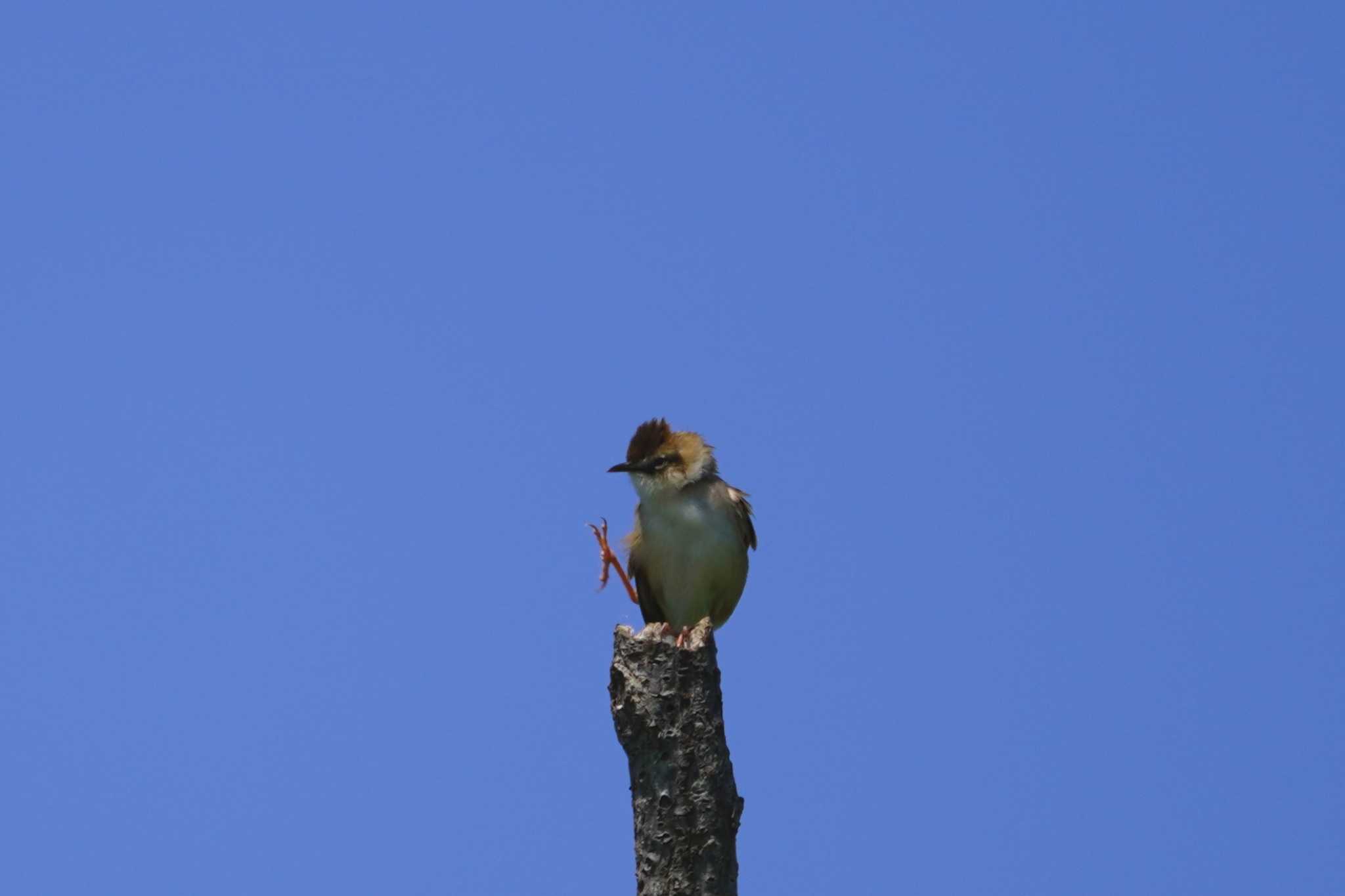 Zitting Cisticola