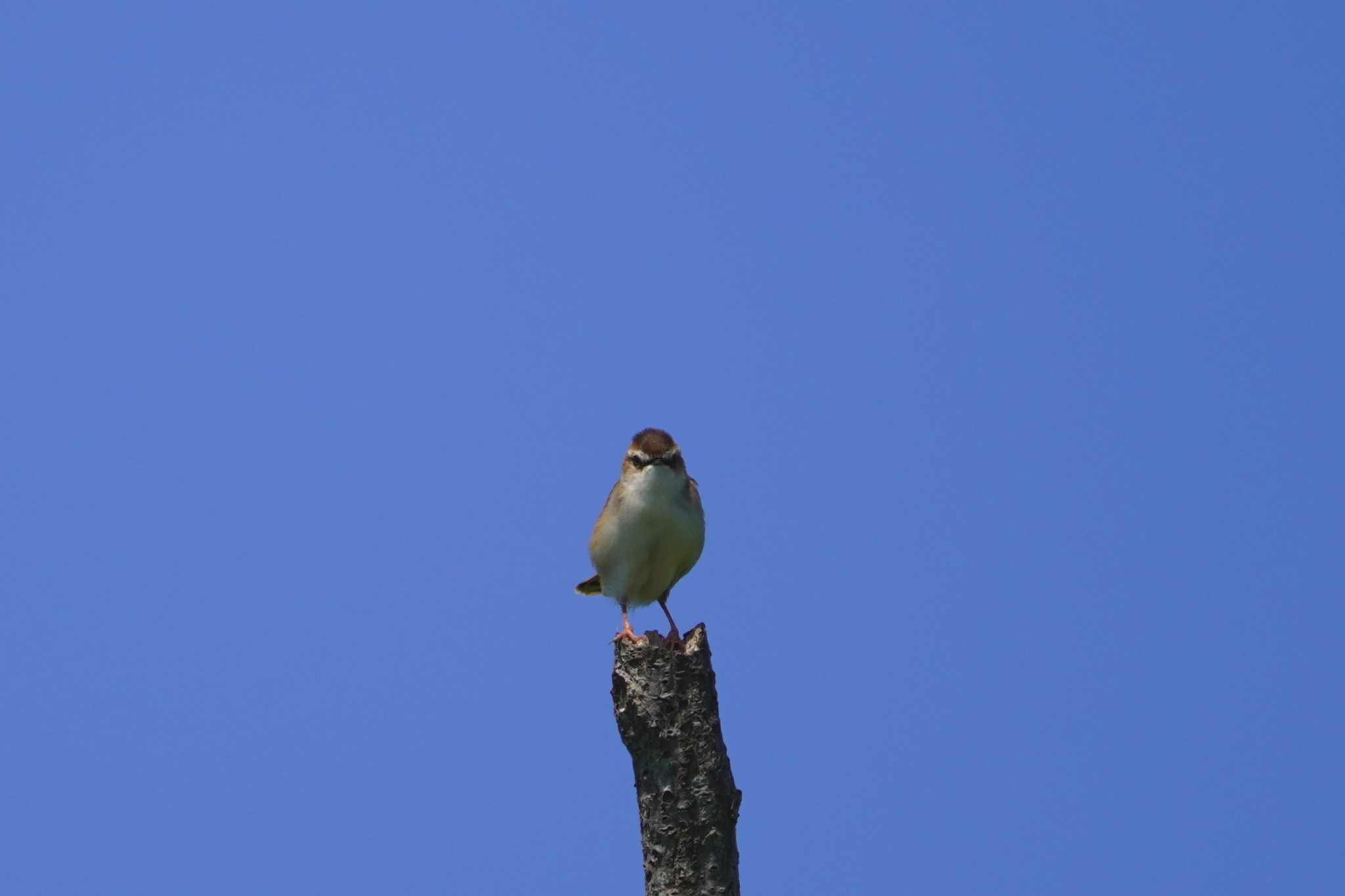 Zitting Cisticola