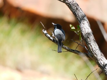 Leaden Flycatcher kununura Thu, 4/20/2023