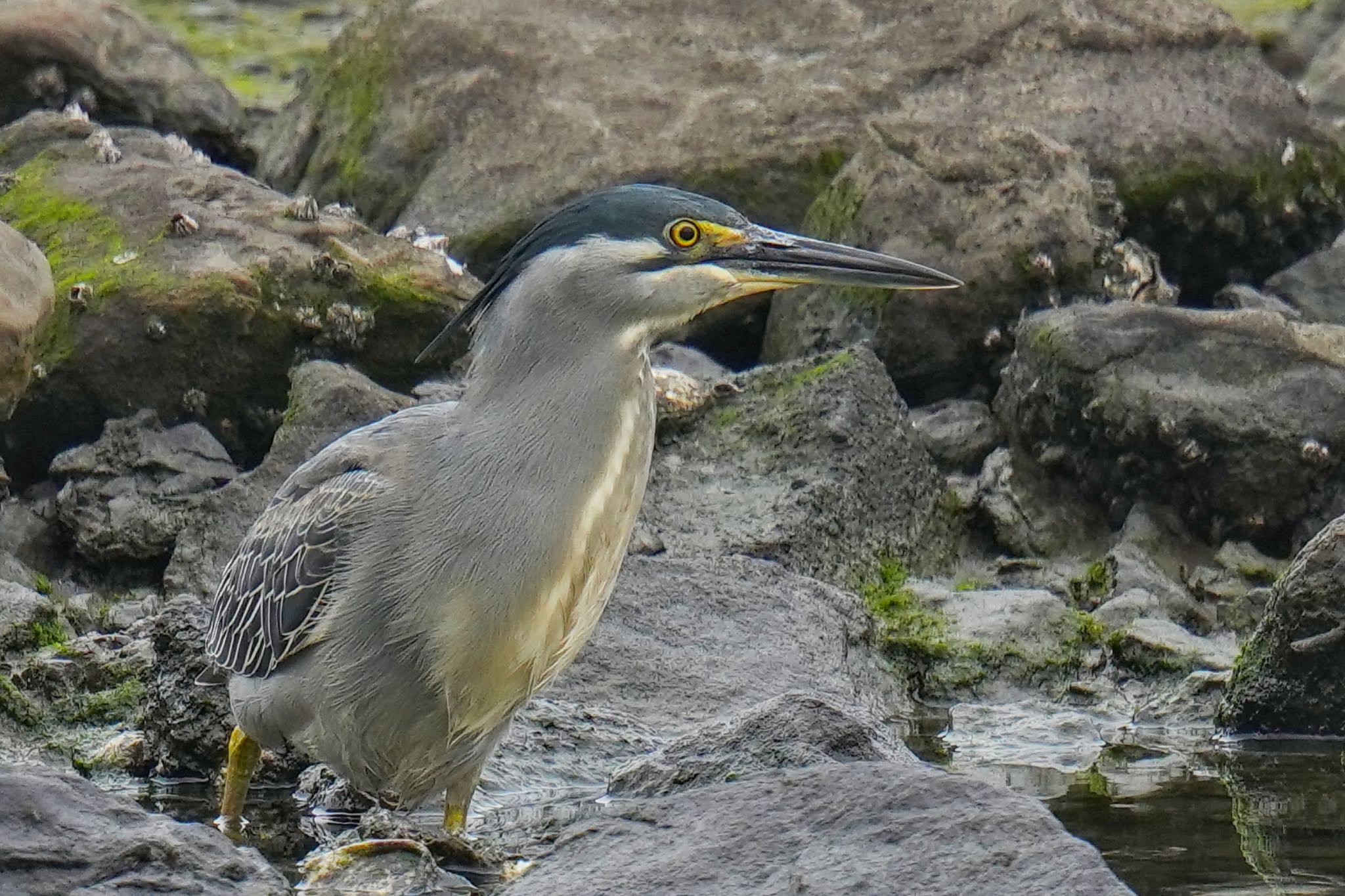 Striated Heron