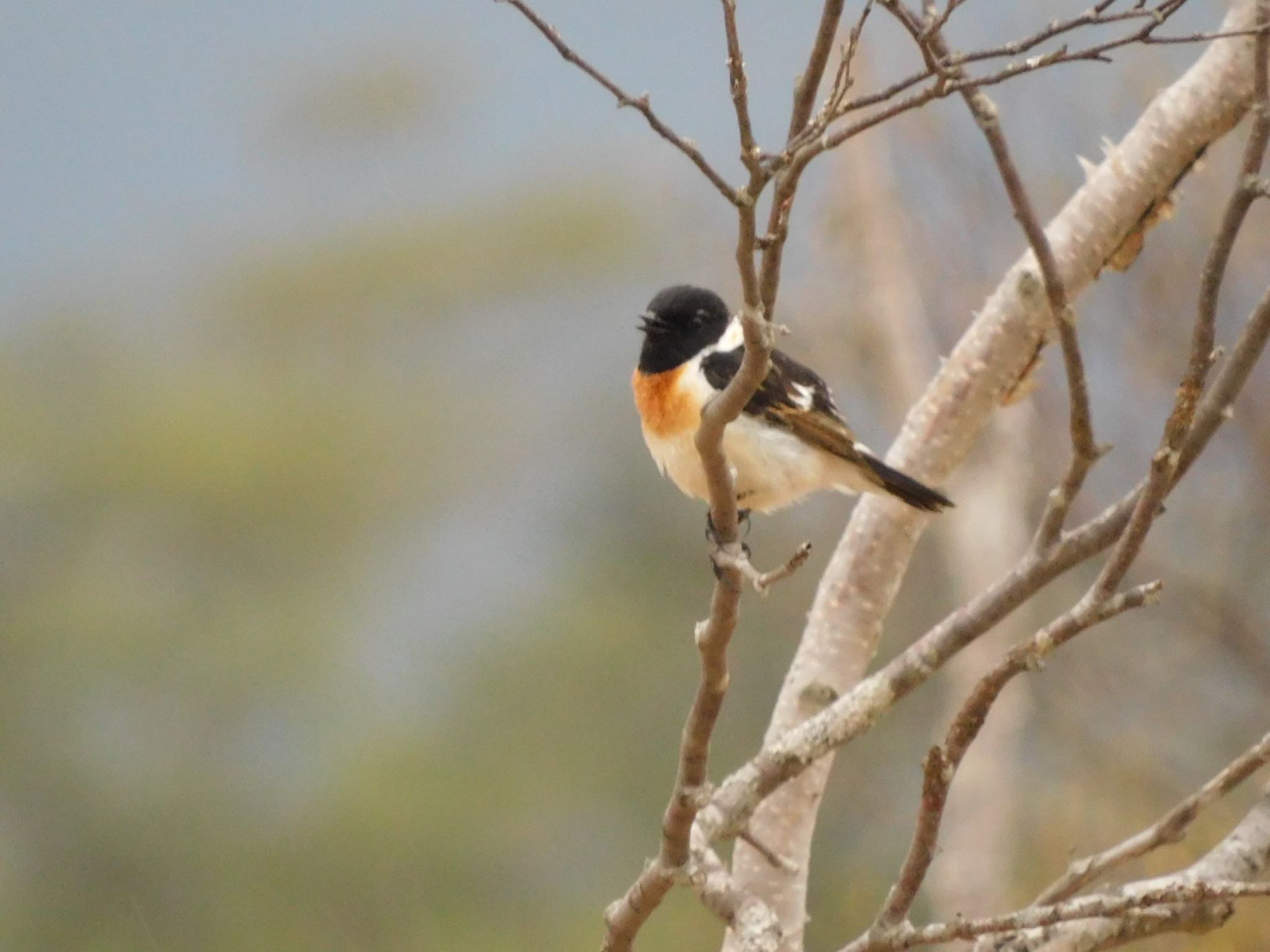 Amur Stonechat