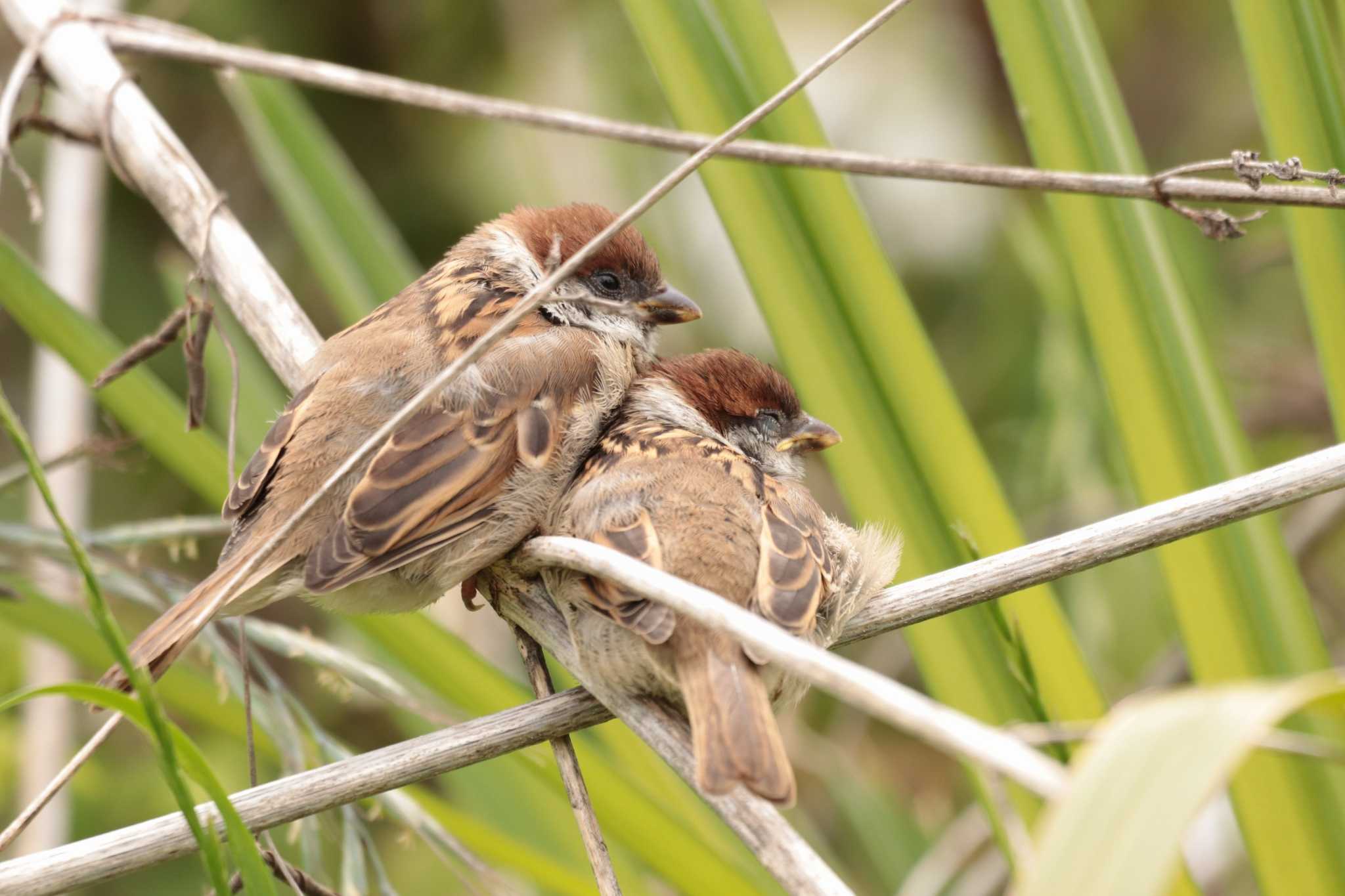 Eurasian Tree Sparrow