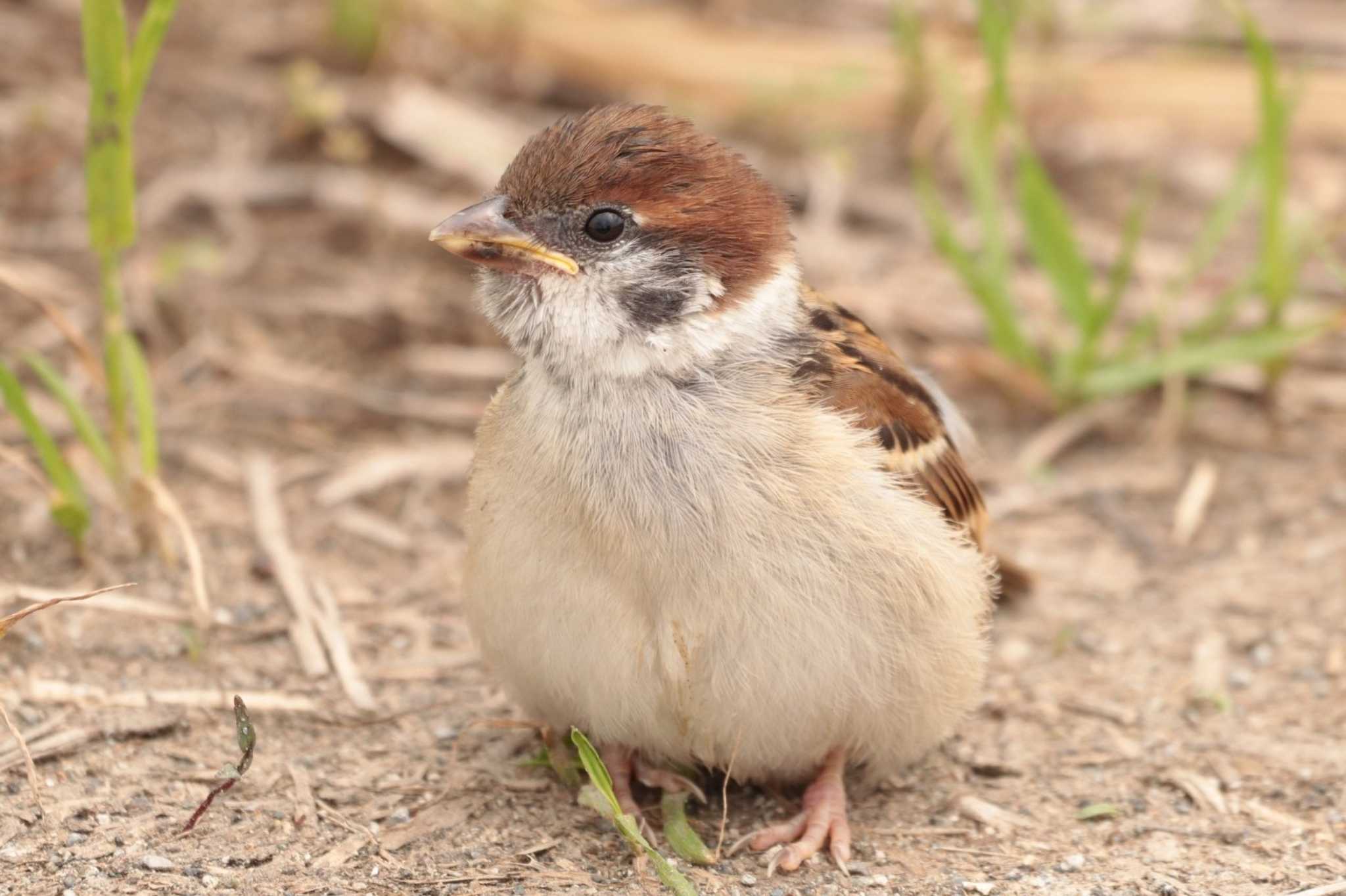 Eurasian Tree Sparrow