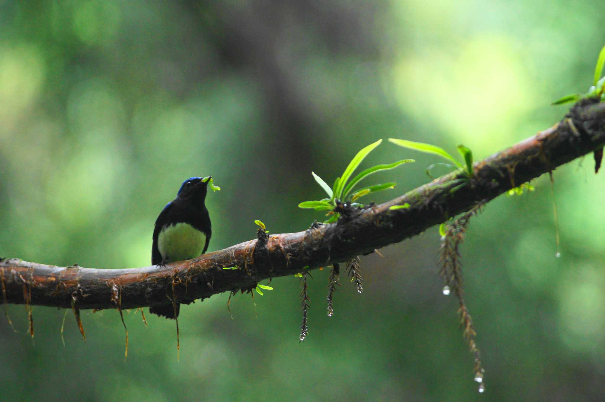 Photo of Blue-and-white Flycatcher at 陣馬山 by bea