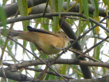 オーストラリアヨシキリ Pughs Lagoon, Richmond Lowlands, NSW, Australia 2023年4月22日(土)