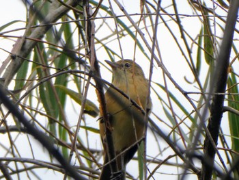 オーストラリアヨシキリ Pughs Lagoon, Richmond Lowlands, NSW, Australia 2023年4月22日(土)