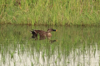 Eastern Spot-billed Duck 岐阜県大垣市 Mon, 6/25/2018