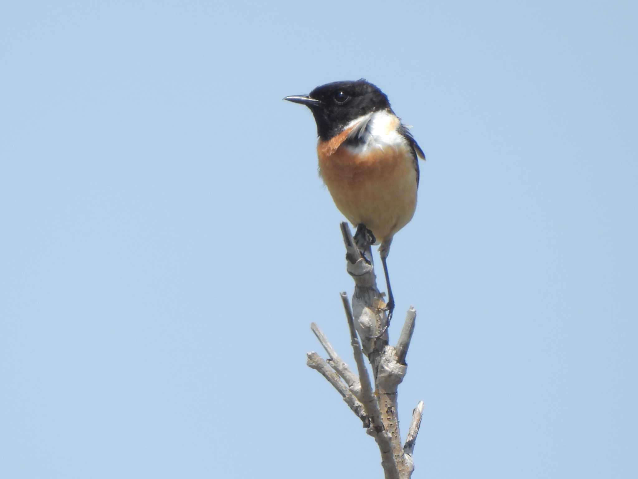 Photo of Amur Stonechat at はまなすの丘公園(石狩市) by Ko Sato