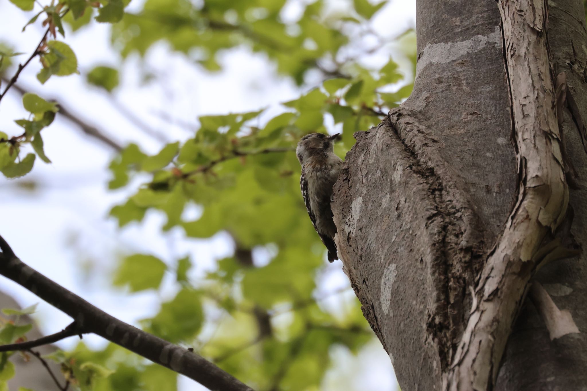 Japanese Pygmy Woodpecker