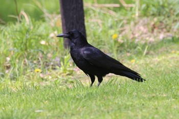 ハシボソガラス 西岡公園(西岡水源地) 2023年5月16日(火)