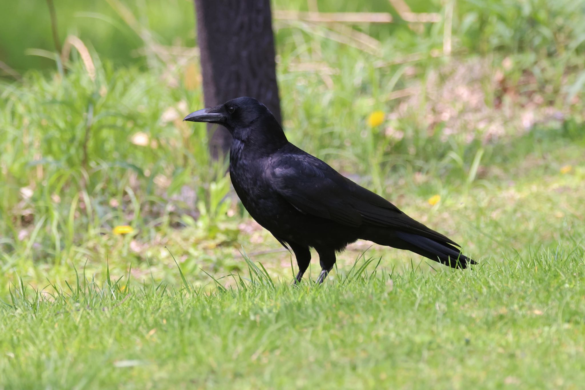 Photo of Carrion Crow at Nishioka Park by will 73