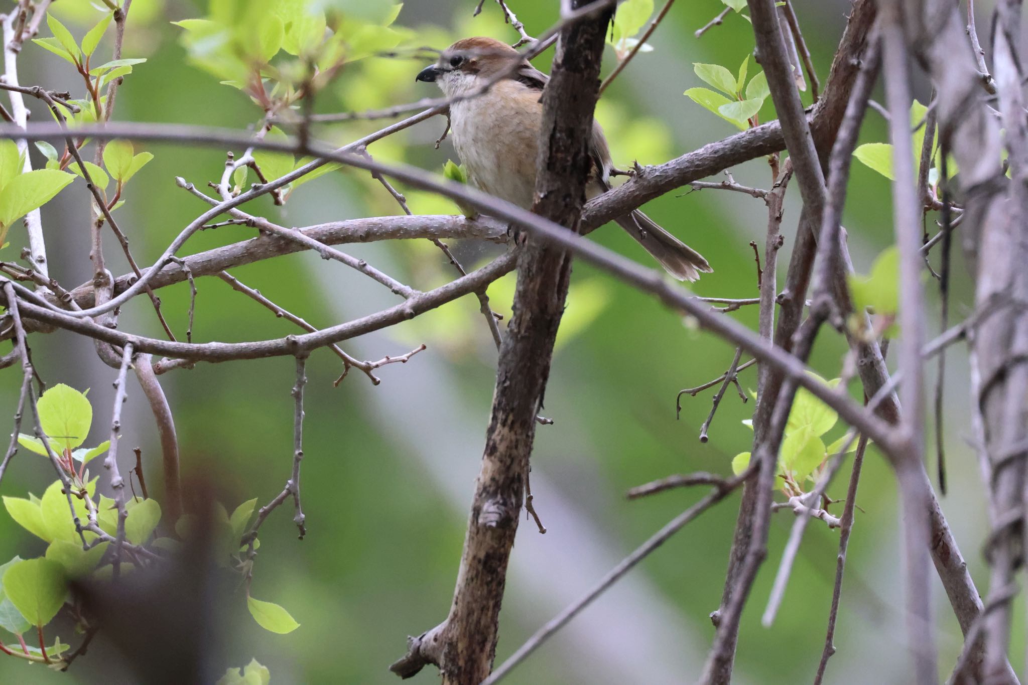 Bull-headed Shrike