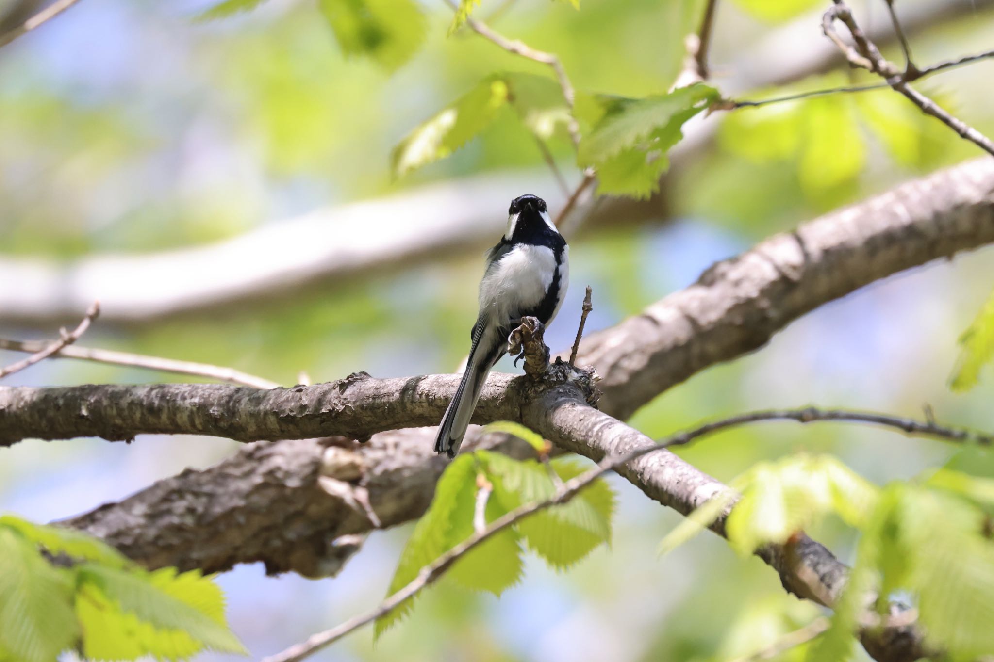 Photo of Japanese Tit at Nishioka Park by will 73