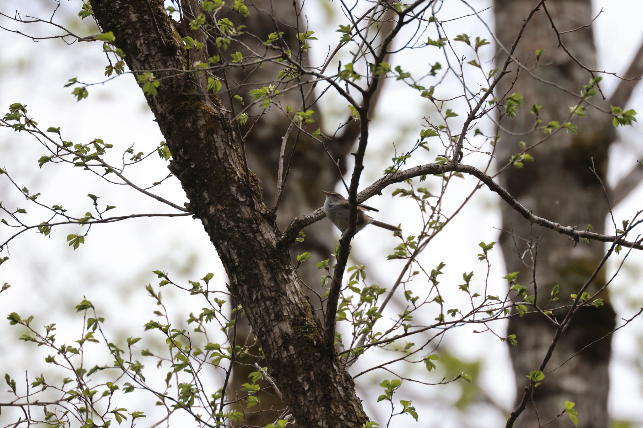 Photo of Japanese Bush Warbler at Nishioka Park by will 73